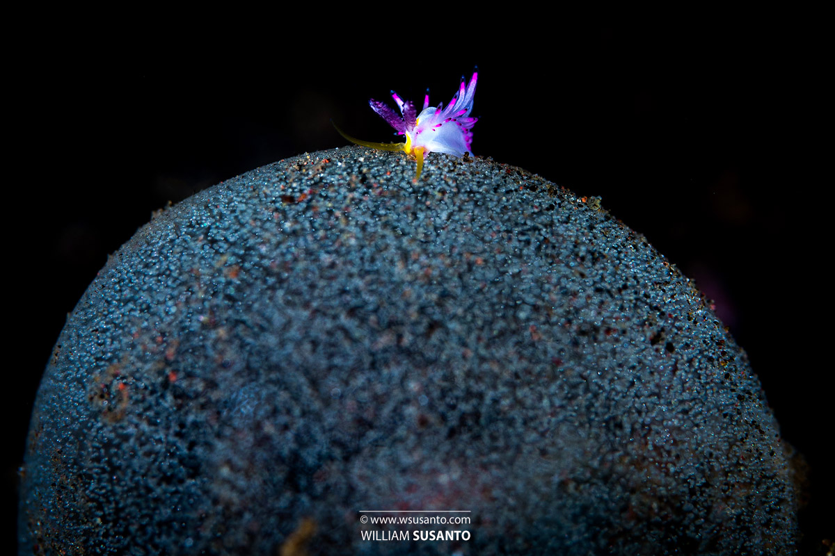 Favorinus Mirabilis Nudi eating Polychaete Worm’s egg mass